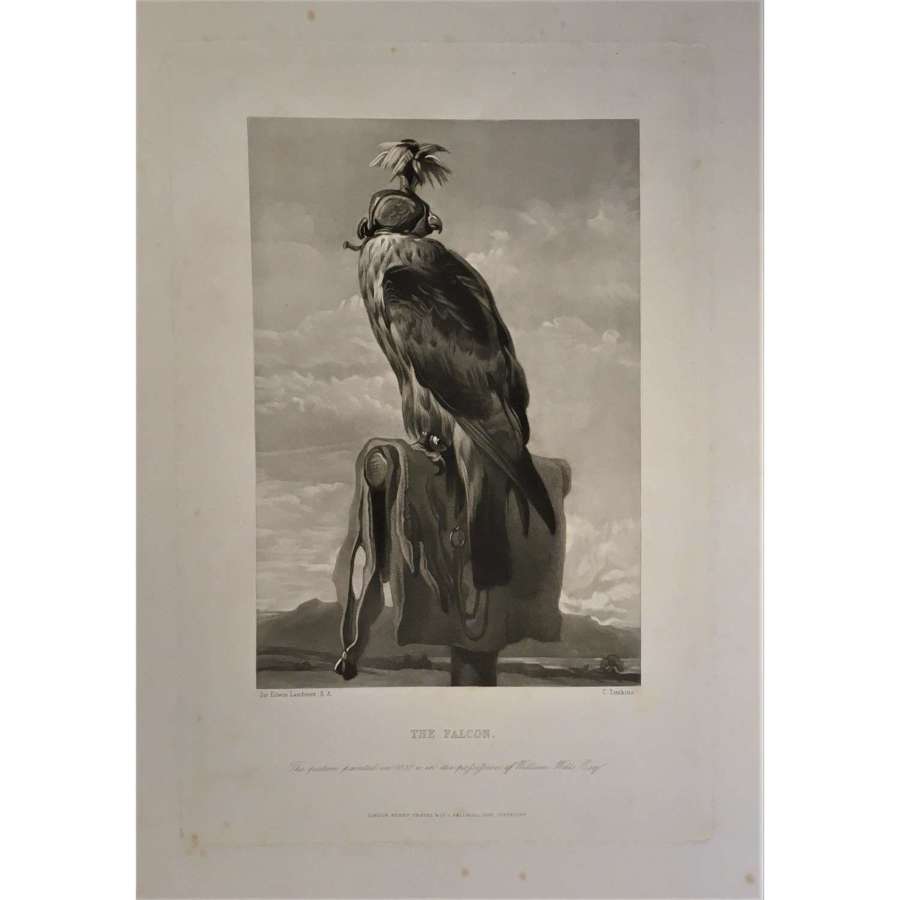 "The Falcon" (Hooded peregrine&nbsp;falcon), etching & engraving