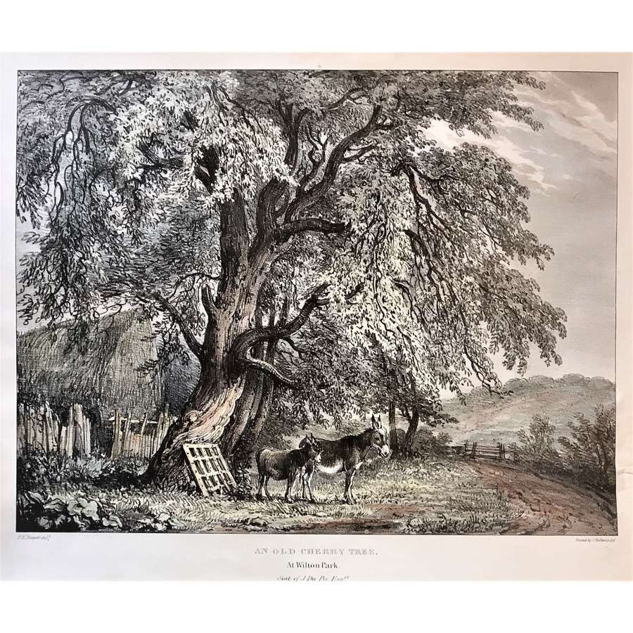 "An old Cherry tree, at Wilton Park, Seat of J. Du Pie Esqr."