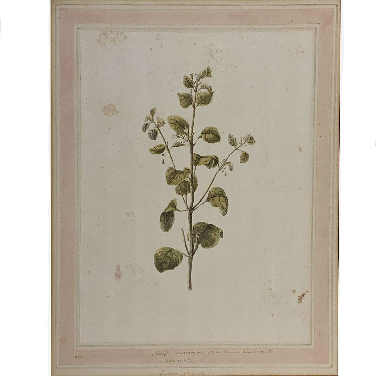Lady Aylesford (1760–1832) Botanical Drawing “Melissa Calamintha” 1787