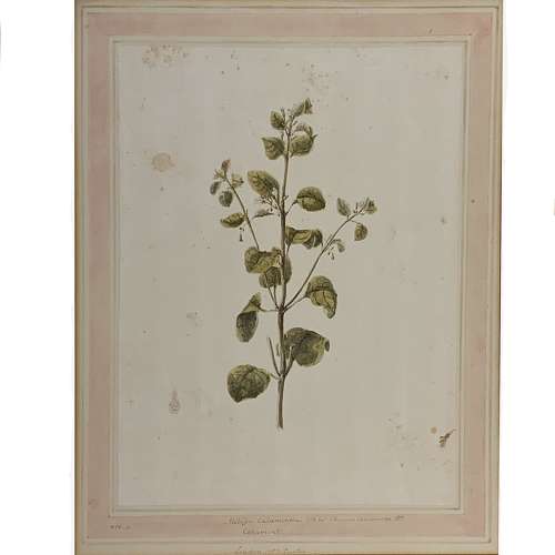 Louisa Finch Countess of Aylesford (née Thynne) Botanical Drawing “Melissa Calamintha”