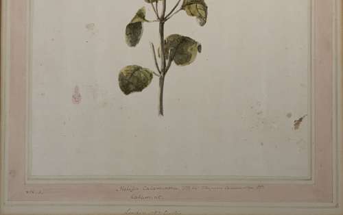 Louisa Finch Countess of Aylesford (née Thynne) Botanical Drawing “Melissa Calamintha”