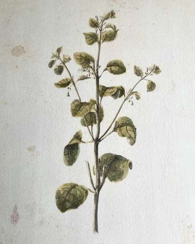 Louisa Finch Countess of Aylesford (née Thynne) Botanical Drawing “Melissa Calamintha”