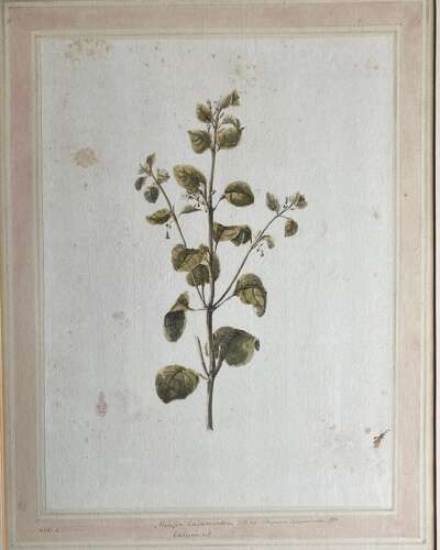 Louisa Finch Countess of Aylesford (née Thynne) Botanical Drawing “Melissa Calamintha”