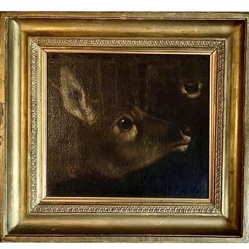 “Study of Head & Muzzle of a Mammal” (Deer or Kangaroo?) English School 18th/19th Century