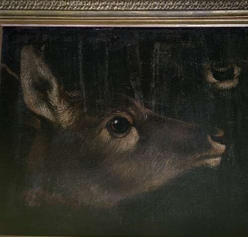 “Study of Head & Muzzle of a Mammal” (Deer or Kangaroo?) English School 18th/19th Century
