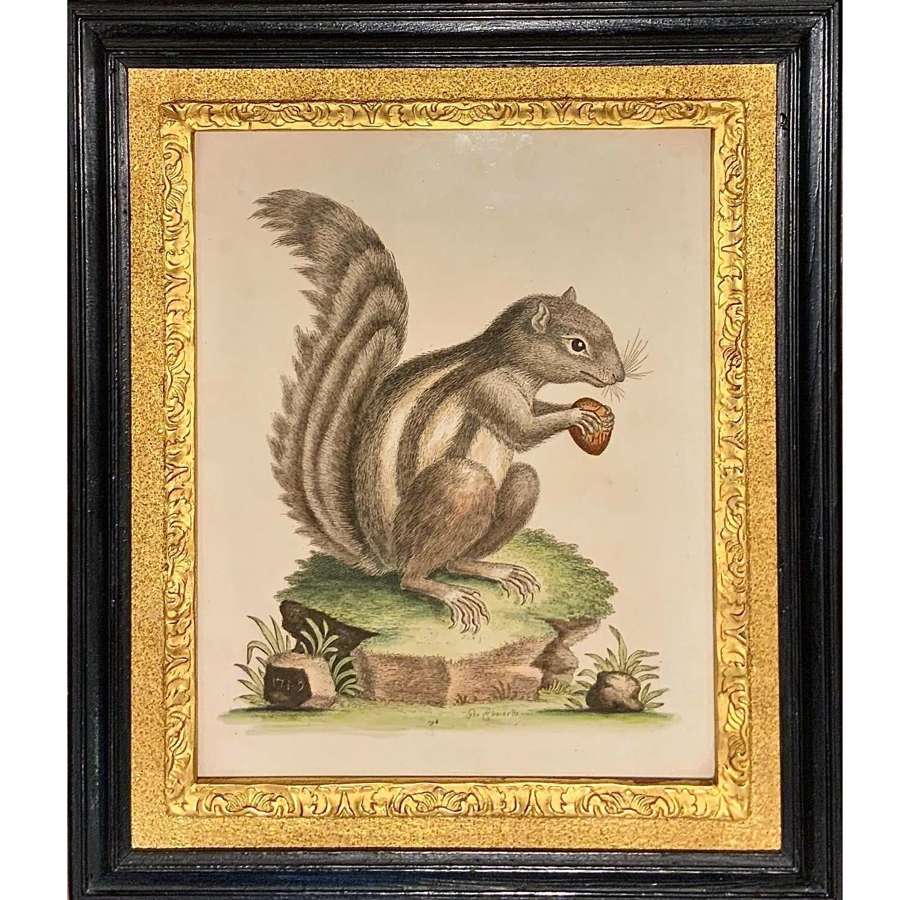 George Edwards (1694-1773) &ldquo;The Barbarian Squirrel&rdquo; (Chipmunk), 1749