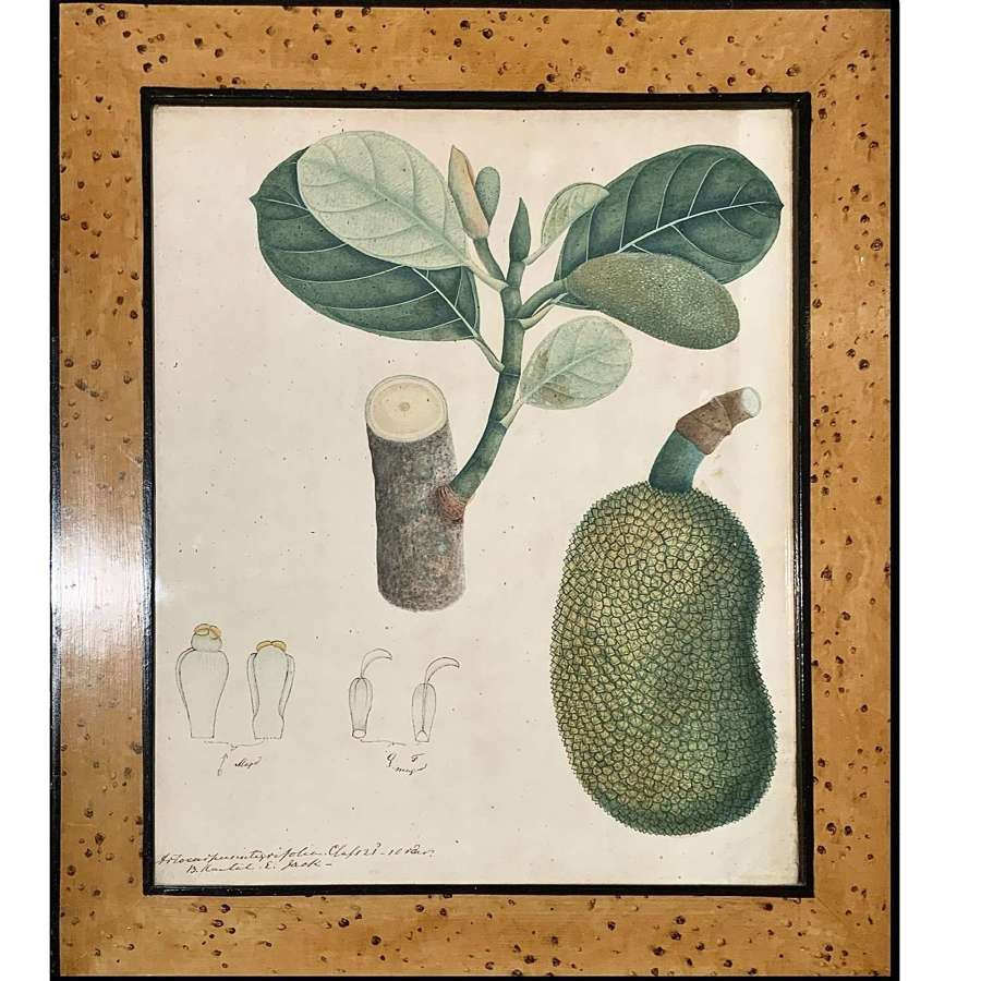 19th Century Anglo-Indian Company School Botanical Painting "Cempedak”