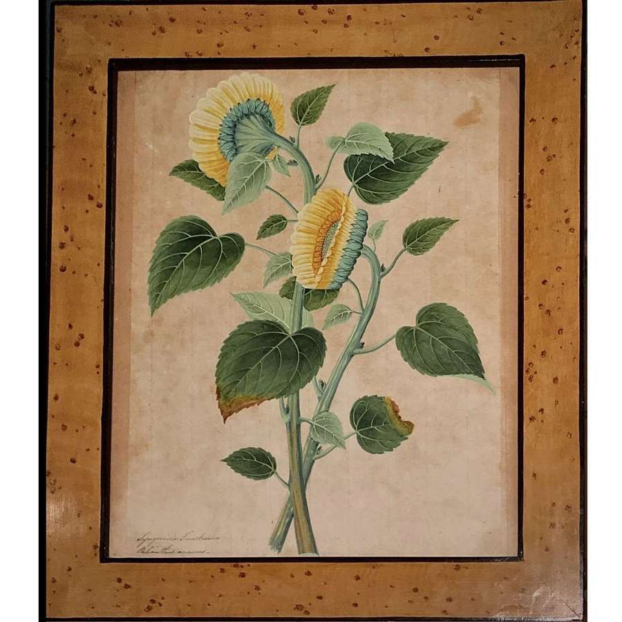 C19th Anglo-Indian Company School Botanical Painting "Sunflowers”