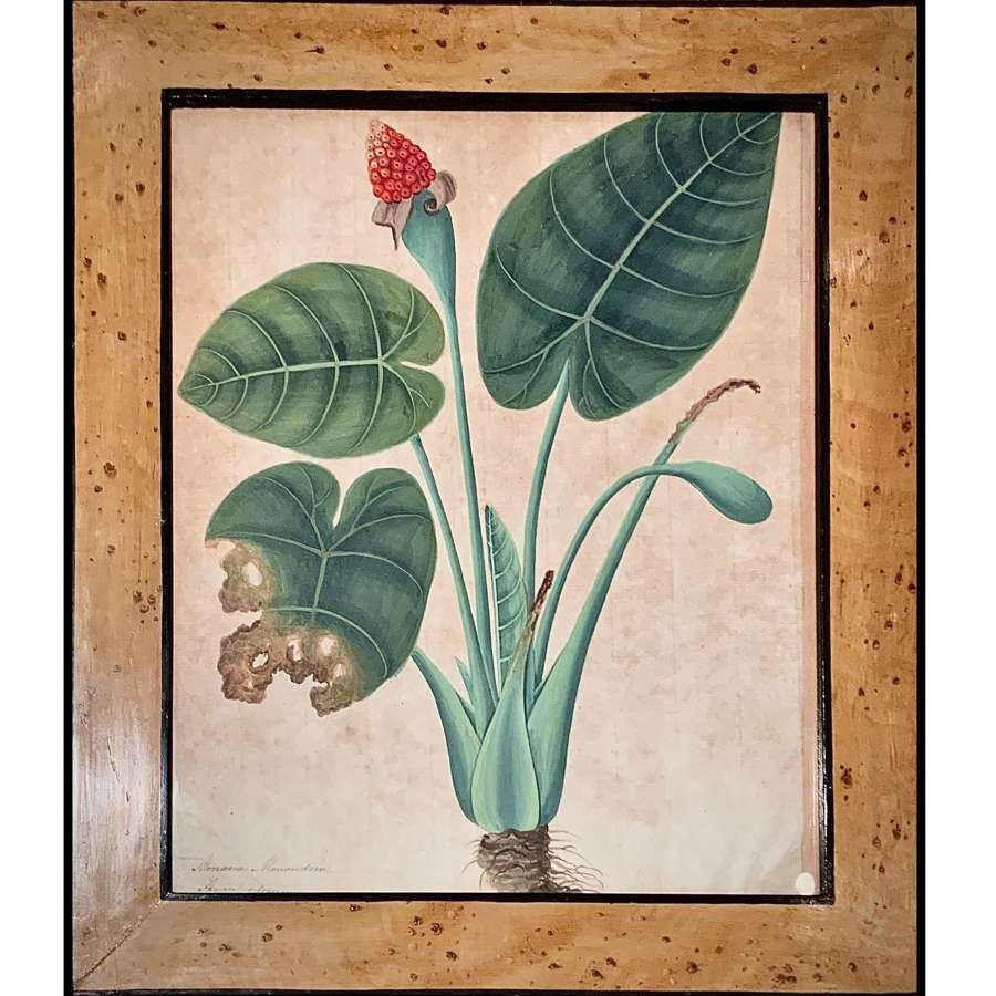 C19th Anglo-Indian Company School Botanical Painting "Asian Taro”